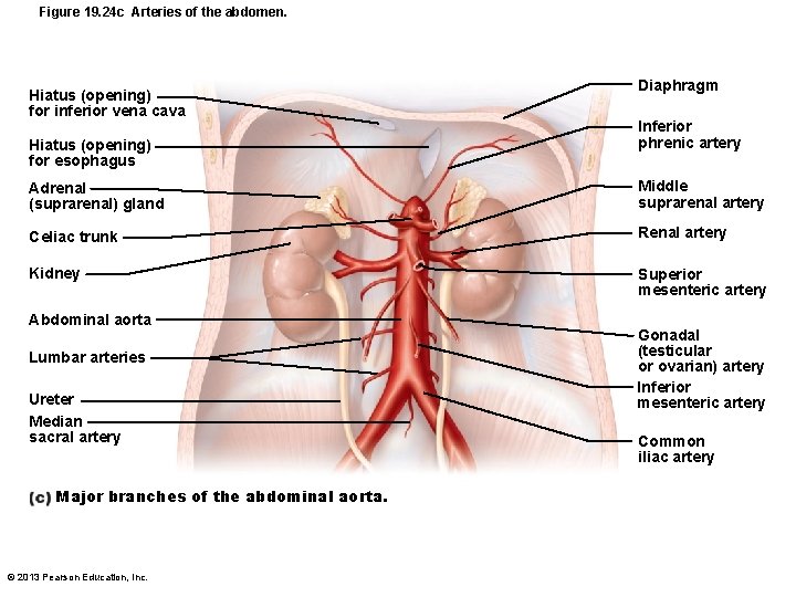 Figure 19. 24 c Arteries of the abdomen. Hiatus (opening) for inferior vena cava