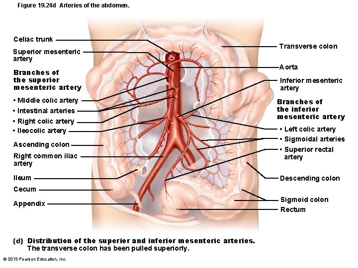 Figure 19. 24 d Arteries of the abdomen. Celiac trunk Superior mesenteric artery Branches