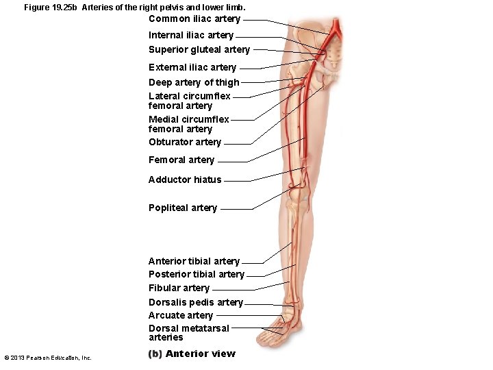 Figure 19. 25 b Arteries of the right pelvis and lower limb. Common iliac