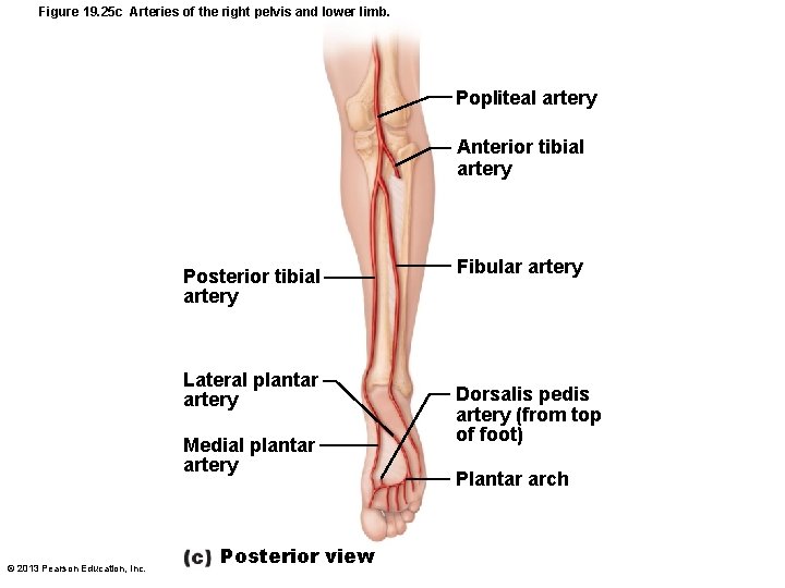 Figure 19. 25 c Arteries of the right pelvis and lower limb. Popliteal artery