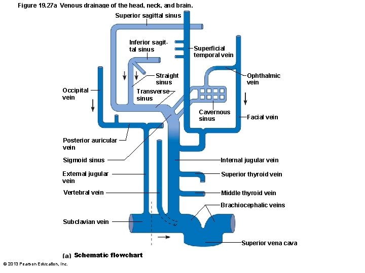 Figure 19. 27 a Venous drainage of the head, neck, and brain. Superior sagittal