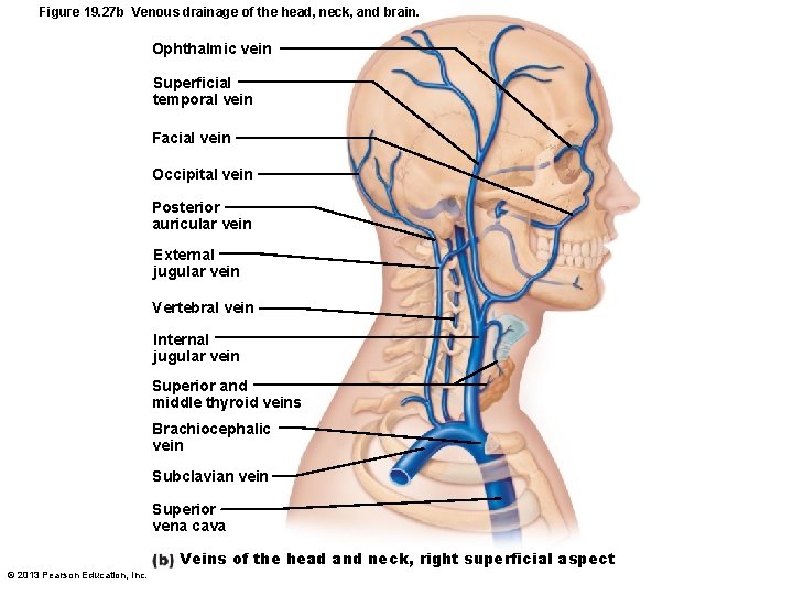 Figure 19. 27 b Venous drainage of the head, neck, and brain. Ophthalmic vein
