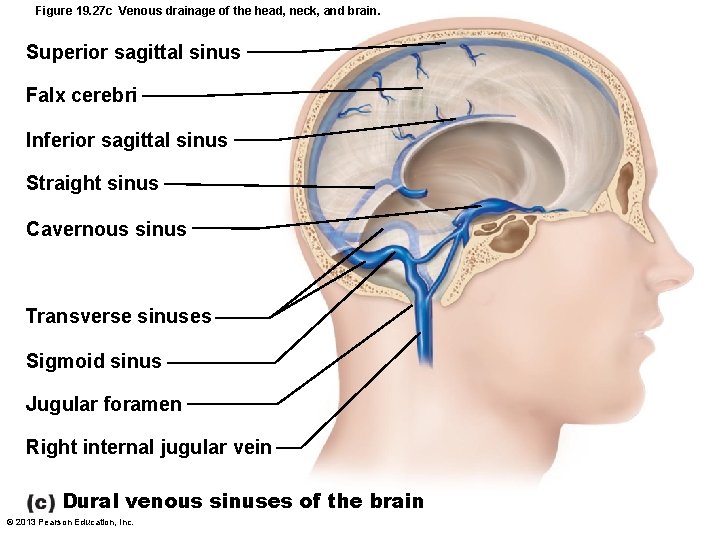 Figure 19. 27 c Venous drainage of the head, neck, and brain. Superior sagittal