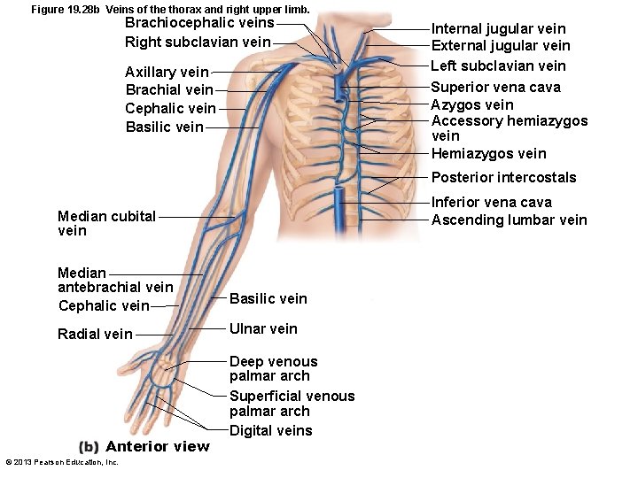 Figure 19. 28 b Veins of the thorax and right upper limb. Brachiocephalic veins