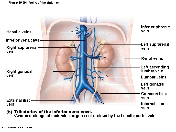 Figure 19. 29 b Veins of the abdomen. Hepatic veins Inferior vena cava Right