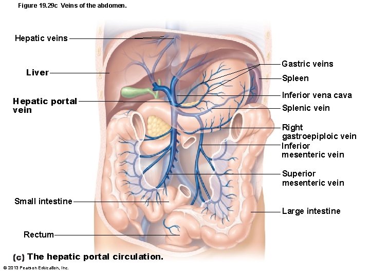 Figure 19. 29 c Veins of the abdomen. Hepatic veins Liver Hepatic portal vein