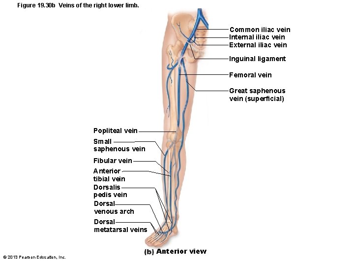 Figure 19. 30 b Veins of the right lower limb. Common iliac vein Internal