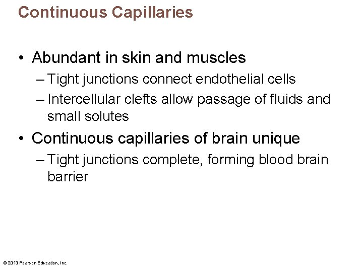 Continuous Capillaries • Abundant in skin and muscles – Tight junctions connect endothelial cells