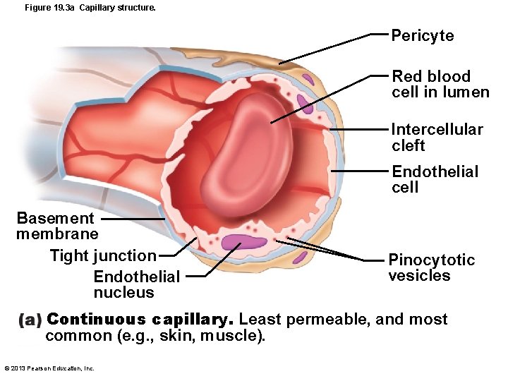 Figure 19. 3 a Capillary structure. Pericyte Red blood cell in lumen Intercellular cleft