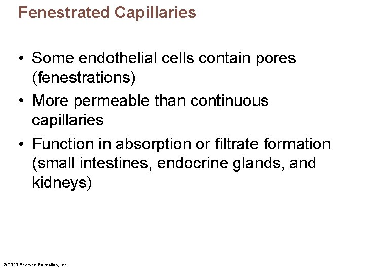 Fenestrated Capillaries • Some endothelial cells contain pores (fenestrations) • More permeable than continuous