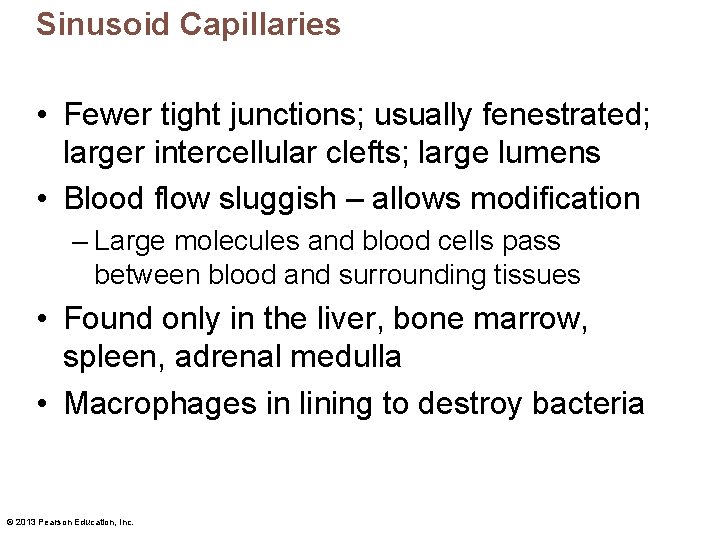 Sinusoid Capillaries • Fewer tight junctions; usually fenestrated; larger intercellular clefts; large lumens •