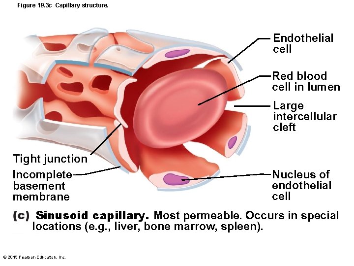 Figure 19. 3 c Capillary structure. Endothelial cell Red blood cell in lumen Large