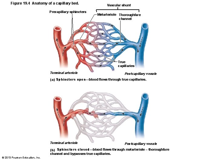 Figure 19. 4 Anatomy of a capillary bed. Precapillary sphincters Vascular shunt Metarteriole Thoroughfare