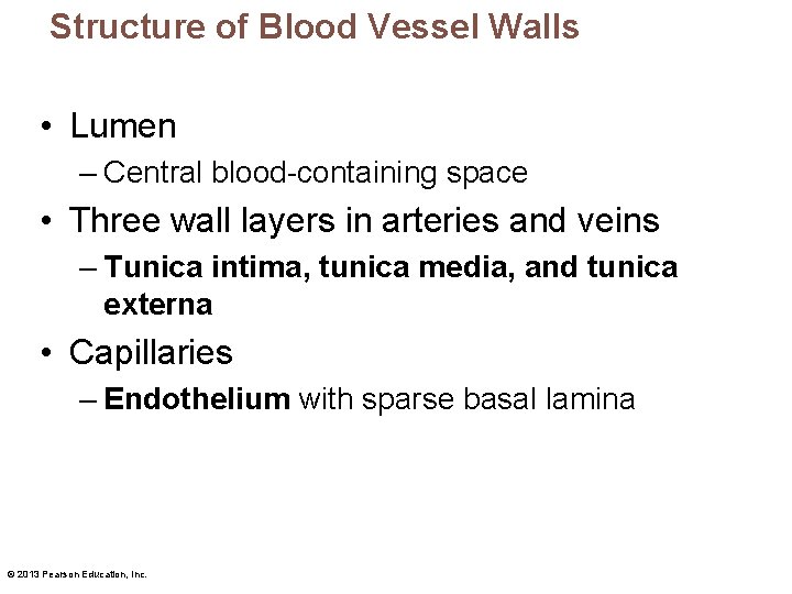 Structure of Blood Vessel Walls • Lumen – Central blood-containing space • Three