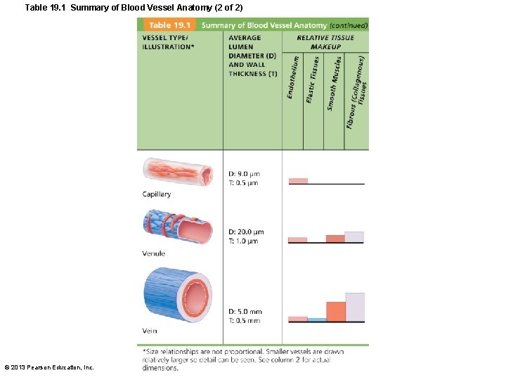 Table 19. 1 Summary of Blood Vessel Anatomy (2 of 2) © 2013 Pearson