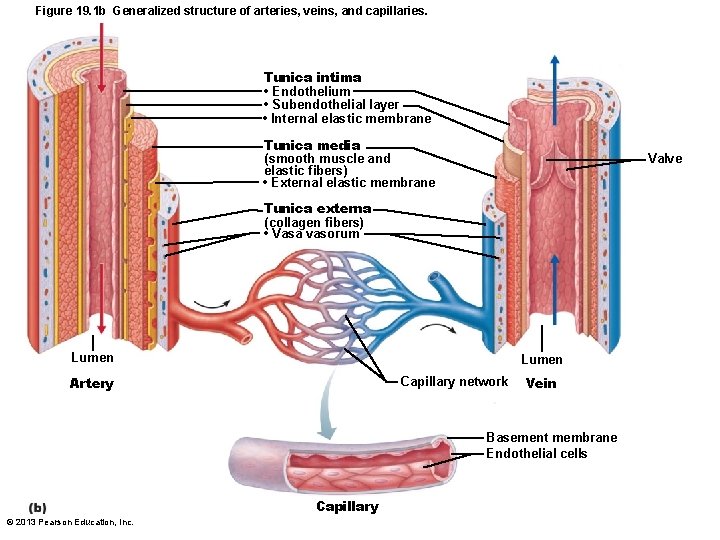 Figure 19. 1 b Generalized structure of arteries, veins, and capillaries. Tunica intima •