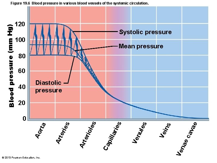 Figure 19. 6 Blood pressure in various blood vessels of the systemic circulation. Blood