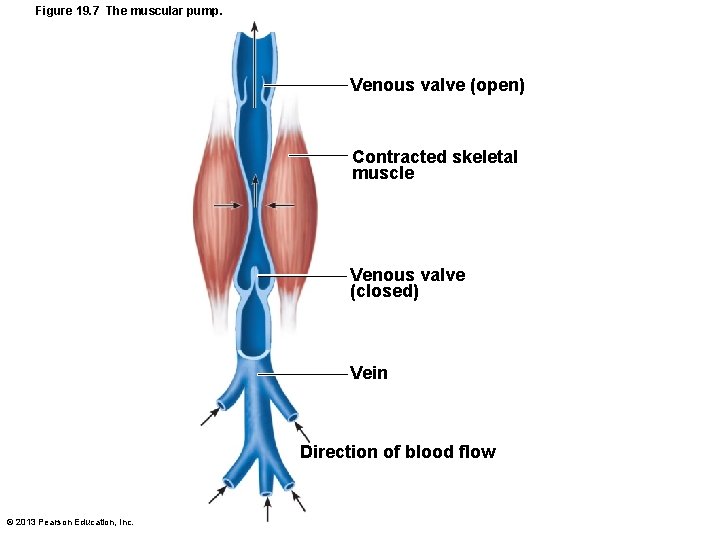 Figure 19. 7 The muscular pump. Venous valve (open) Contracted skeletal muscle Venous valve