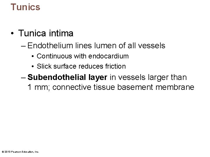 Tunics • Tunica intima – Endothelium lines lumen of all vessels • Continuous with