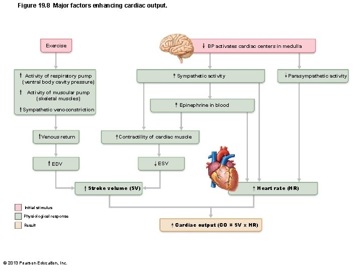Figure 19. 8 Major factors enhancing cardiac output. Exercise BP activates cardiac centers in