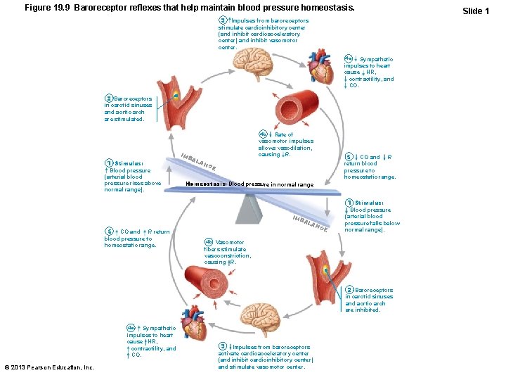 Figure 19. 9 Baroreceptor reflexes that help maintain blood pressure homeostasis. 3 Impulses from