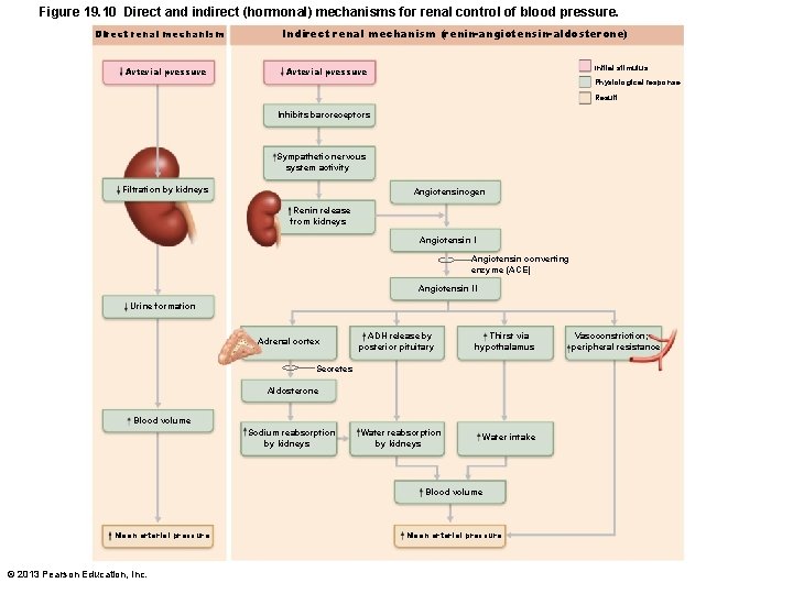 Figure 19. 10 Direct and indirect (hormonal) mechanisms for renal control of blood pressure.