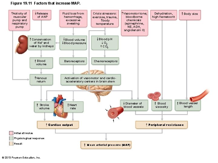 Figure 19. 11 Factors that increase MAP. Activity of muscular pump and respiratory pump