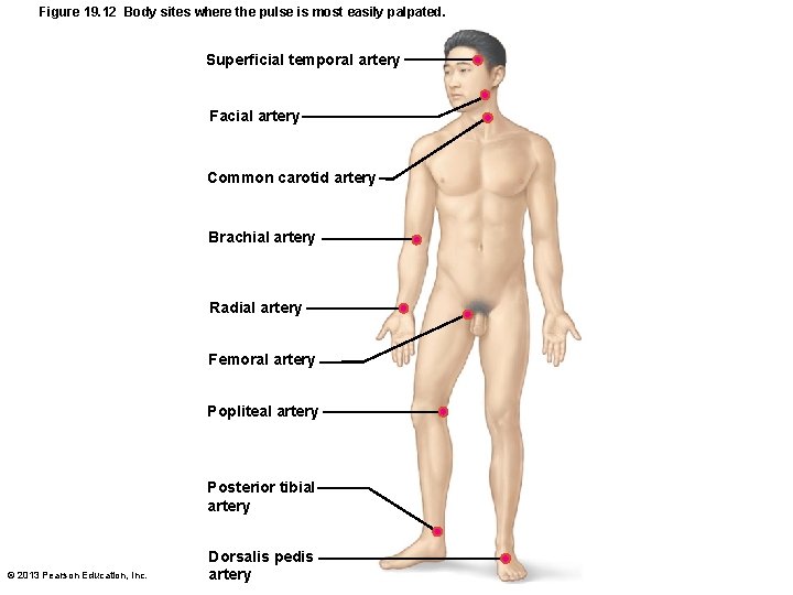 Figure 19. 12 Body sites where the pulse is most easily palpated. Superficial temporal
