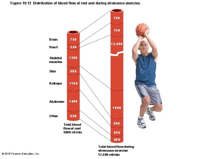 Figure 19. 13 Distribution of blood flow at rest and during strenuous exercise. 750