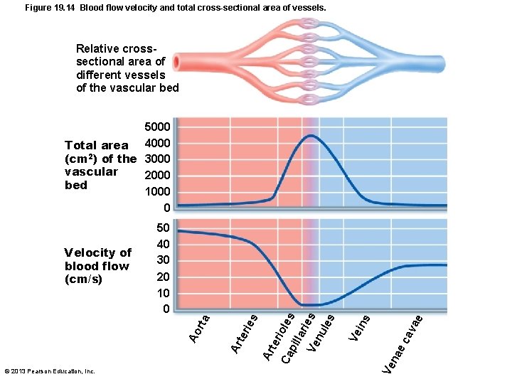 Figure 19. 14 Blood flow velocity and total cross-sectional area of vessels. Relative crosssectional
