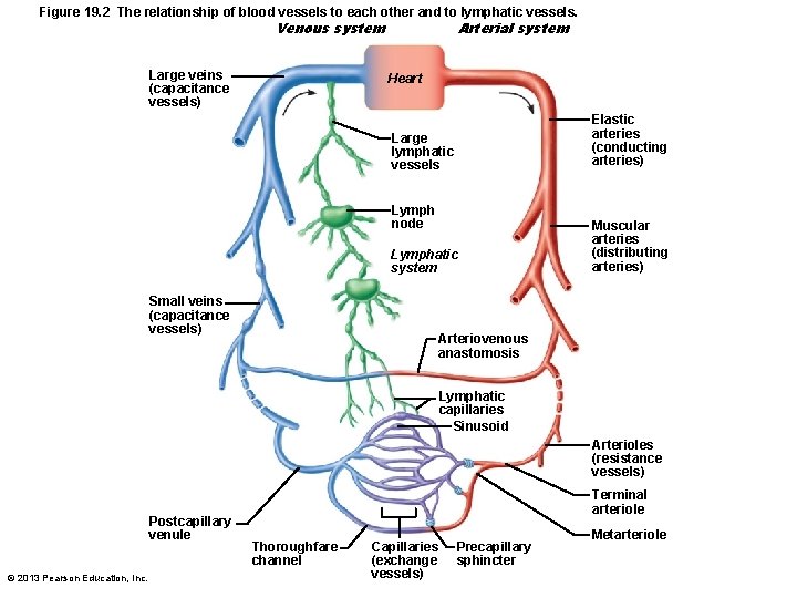 Figure 19. 2 The relationship of blood vessels to each other and to lymphatic