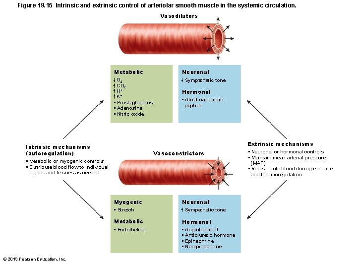 Figure 19. 15 Intrinsic and extrinsic control of arteriolar smooth muscle in the systemic