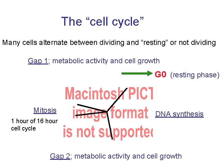 The “cell cycle” Many cells alternate between dividing and “resting” or not dividing Gap
