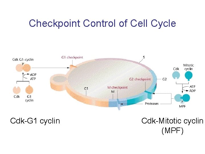 Checkpoint Control of Cell Cycle Cdk-G 1 cyclin Cdk-Mitotic cyclin (MPF) 