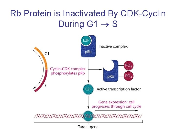 Rb Protein is Inactivated By CDK-Cyclin During G 1 S 