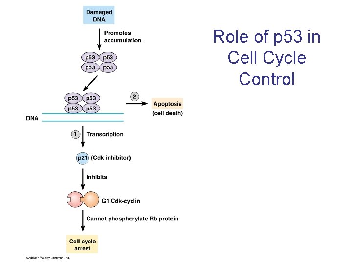 Role of p 53 in Cell Cycle Control 
