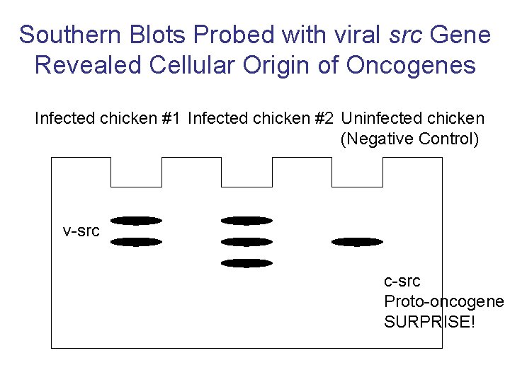 Southern Blots Probed with viral src Gene Revealed Cellular Origin of Oncogenes Infected chicken