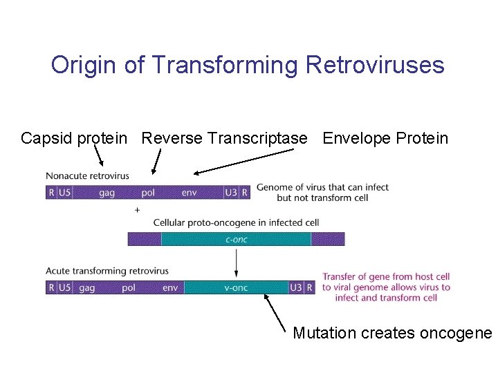 Origin of Transforming Retroviruses Capsid protein Reverse Transcriptase Envelope Protein Mutation creates oncogene 