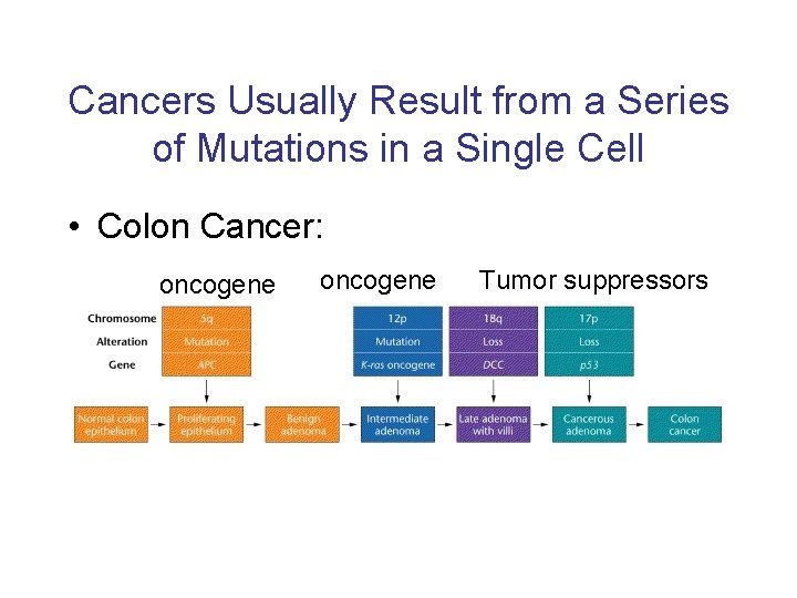 Cancers Usually Result from a Series of Mutations in a Single Cell • Colon