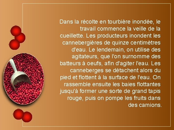 Dans la récolte en tourbière inondée, le travail commence la veille de la cueillette.