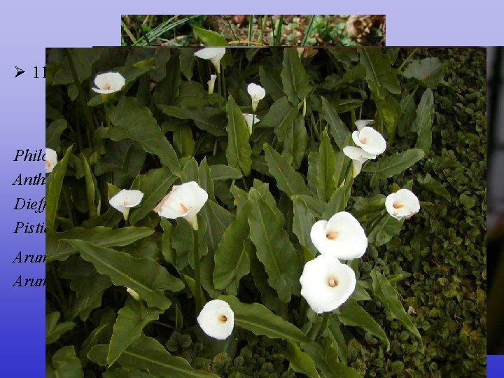 Araceae Ø 110/3000; téměř kosmopolitní, centrum tropy Philodendron (500), Amorphophallus (zmijovec)(100), Anthurium (500), Dieffenbachia,