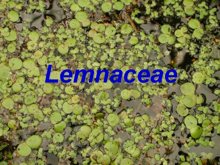 Lemnaceae 
