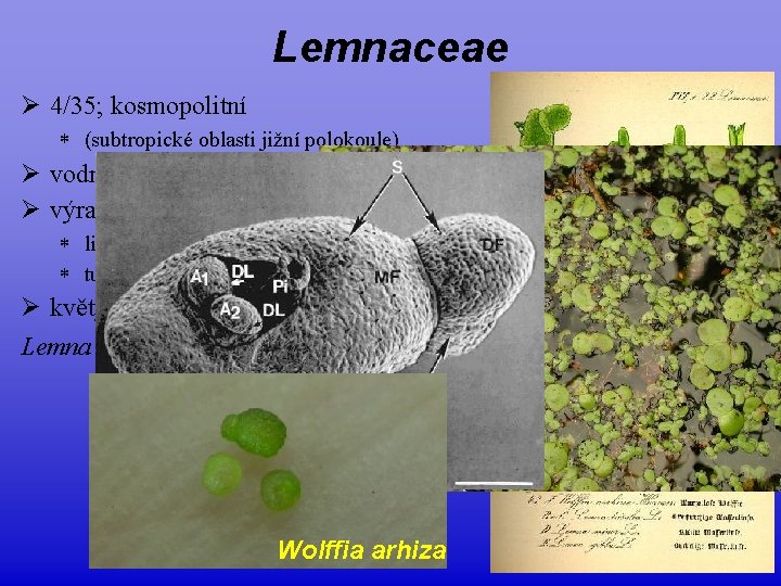 Lemnaceae Ø 4/35; kosmopolitní * (subtropické oblasti jižní polokoule) Ø vodní derivát Araceae Ø