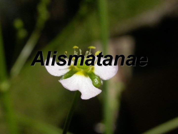 Alismatanae 