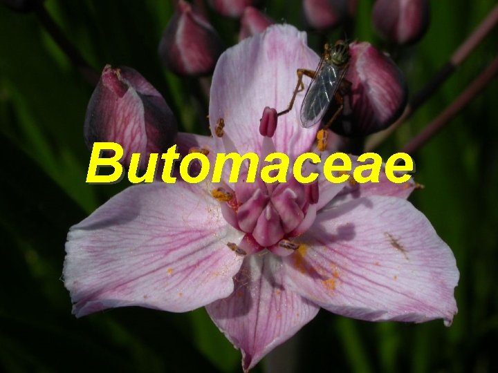 Butomaceae 