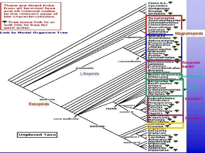 Magnoliopsida Rosopsida bazální Liliopsida Core Eudocots Rosids Eurosids I Rosopsida Eurosids II 