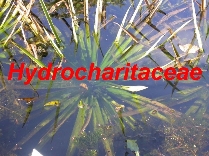Hydrocharitaceae 