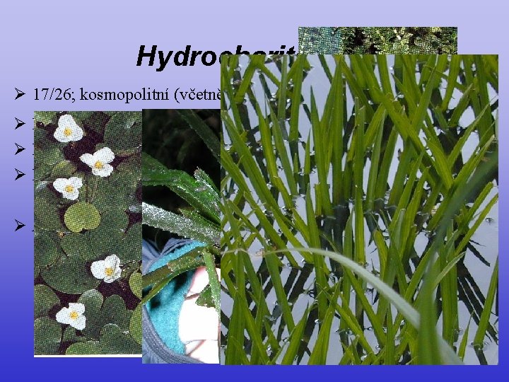 Hydrocharitaceae Ø 17/26; kosmopolitní (včetně moře) Ø listy často rozlišené na řapík a čepel