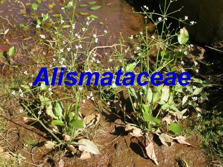 Alismataceae 