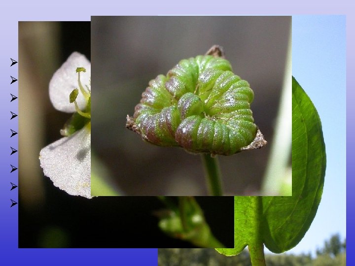 Alismataceae Ø Ø Ø Ø Ø 12/80, téměř kosmopolitní mléčnice častá heterofylie, čepel vyvinutá